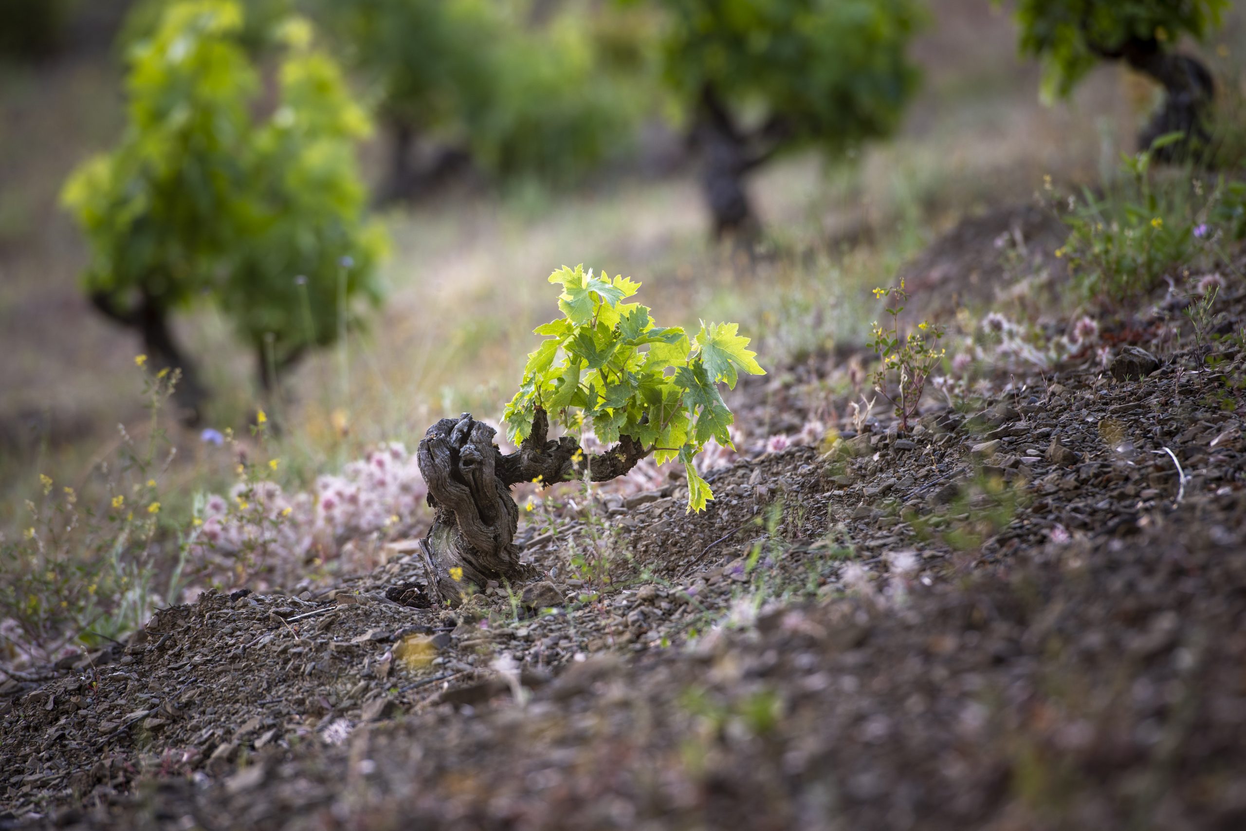 los-origenes-scaled vignobles mas igneus priorat-masigneus