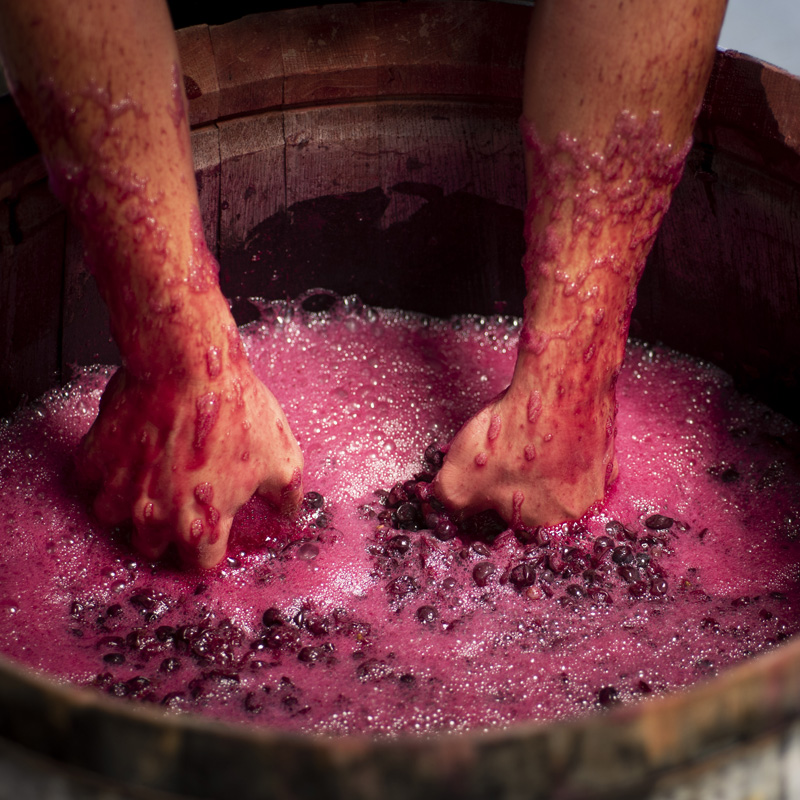 masigneuscat vi ecològic priorat-masigneus