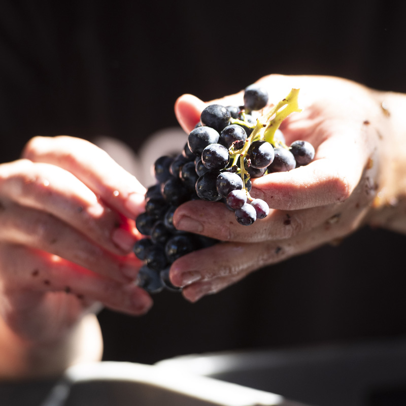 masigneuscat4 vi ecològic priorat