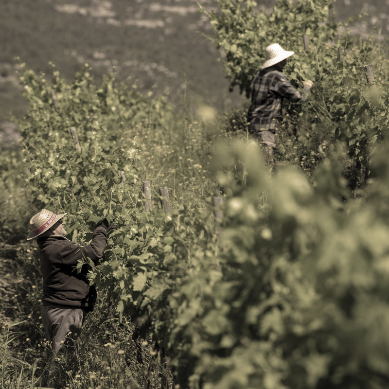 viñedos-pasado-2 viñedos Mas Igneus Priorat-masigneus